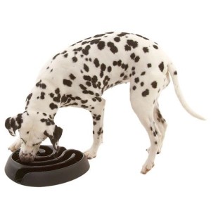 Dog maze 2015-04-21 KG