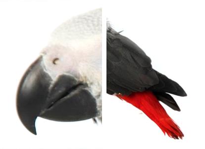 2 papegaai