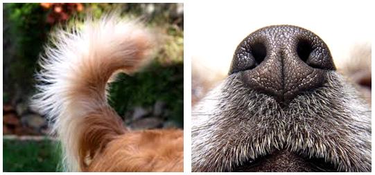 5 hond