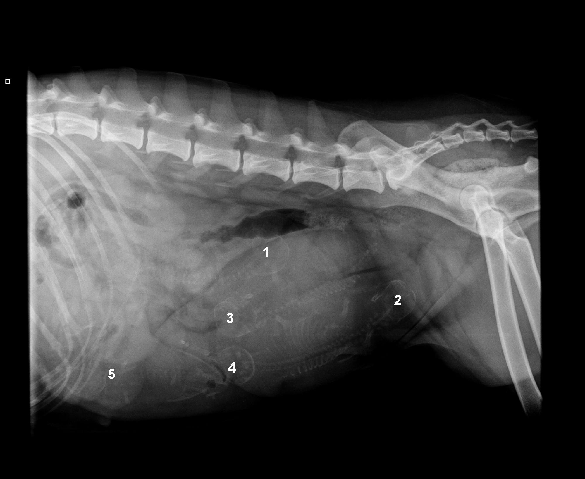 Uitslagen Open Doe Dag! Dierenkliniek 't
